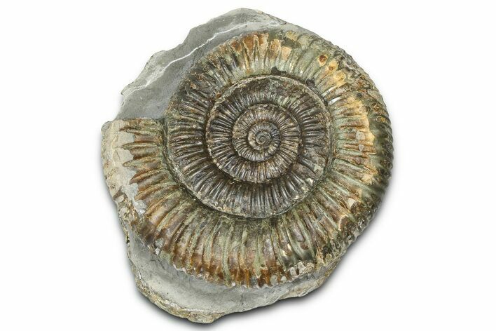 Jurassic Ammonite (Dactylioceras) Fossil - England #362488